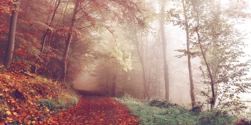 Beyond the Fist: How Kung Fu Cultivates Physical Mastery and Cultural Wisdom