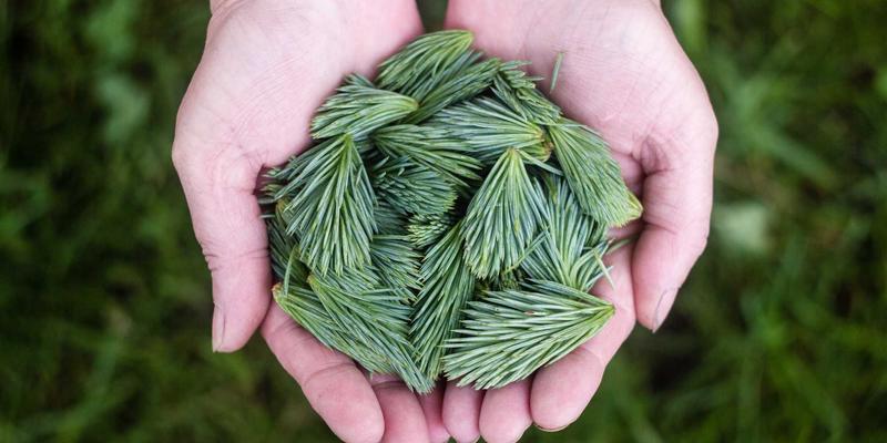 Kung Fu文化的核心：拜师仪式与门派谱系在数字时代的传承与演变