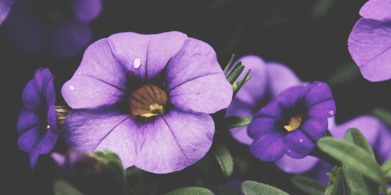 Wushu与中医经络：探索Kung Fu文化中的meditation养生与穴位按摩实践