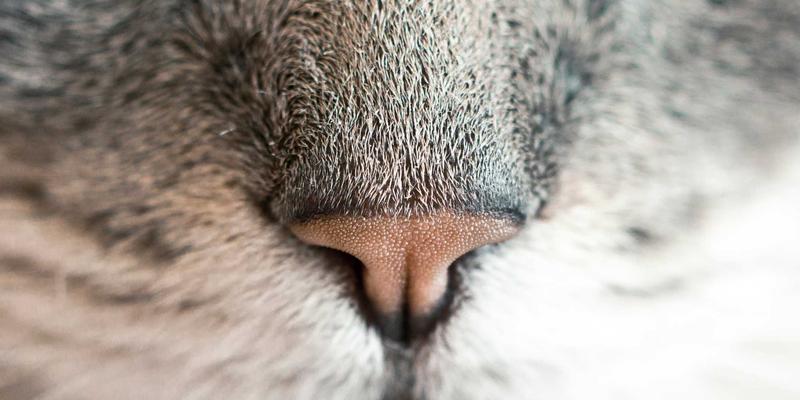 从Wushu到Kung Fu文化：深度评测中国传统武术的实战与哲学