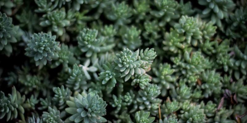 武术伤科与运动康复：古老正骨手法在现代自卫训练中的应用